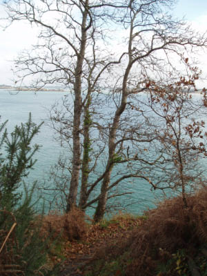 BZH2006003